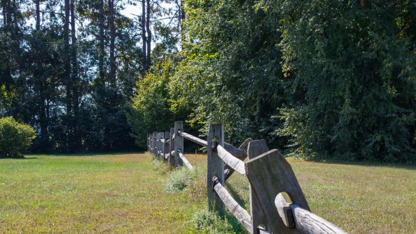 A timber post-and-rail fence running along a paddock boundary